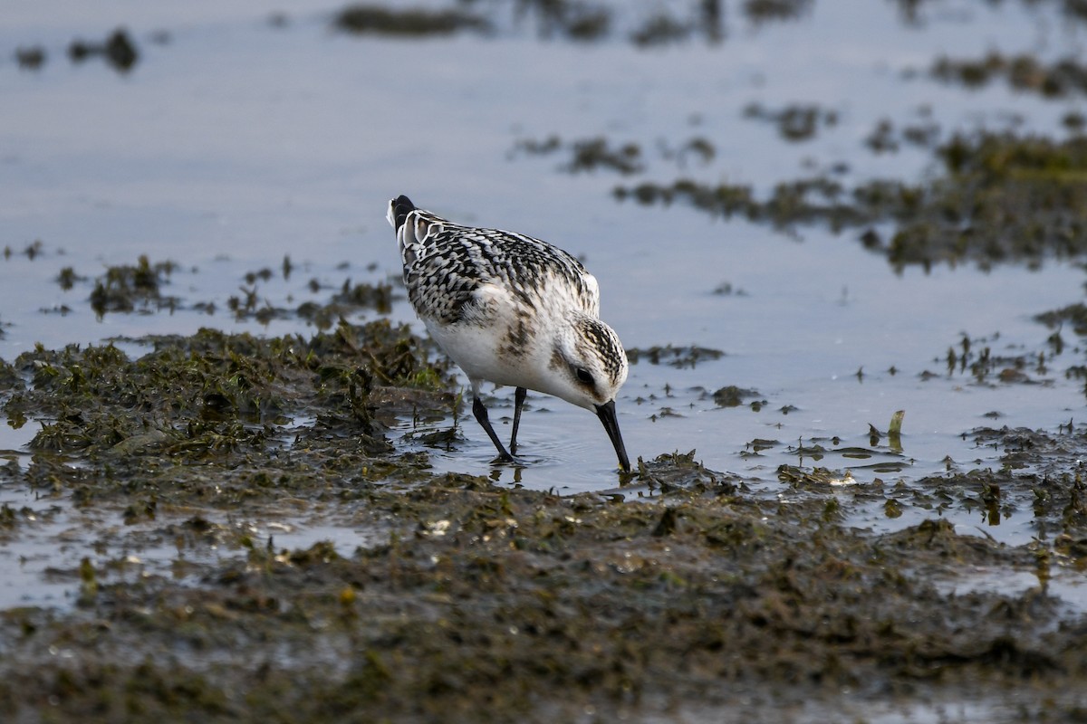 Sanderling - ML642120708
