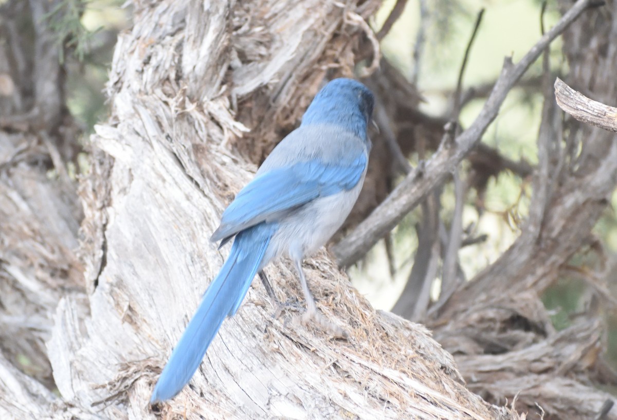 Woodhouse's Scrub-Jay (Woodhouse's) - ML642120719