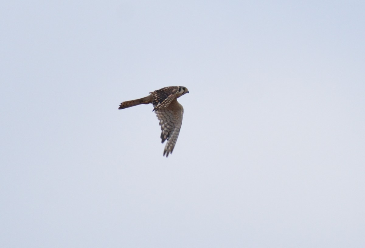 American Kestrel - ML642120725