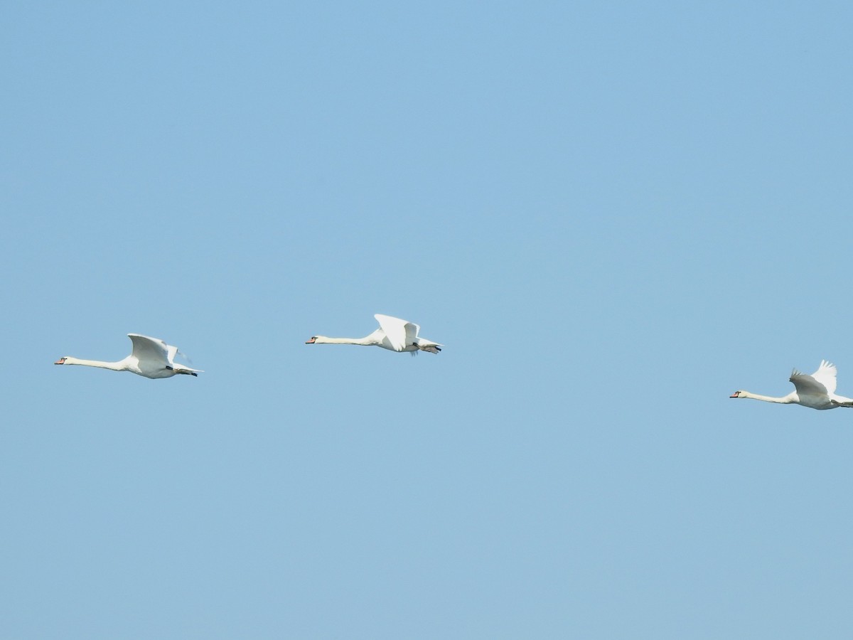 Cygne tuberculé - ML642120733