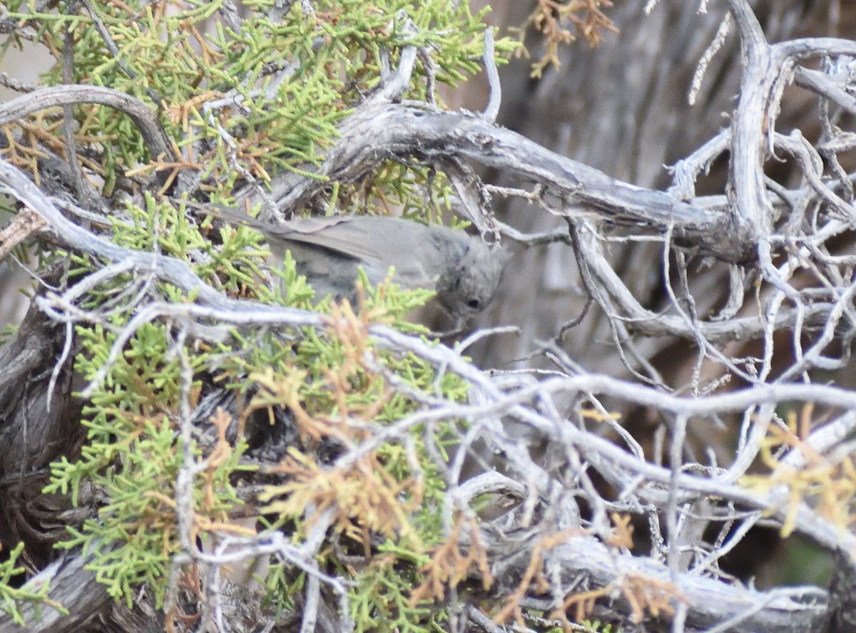 Juniper Titmouse - ML642120736