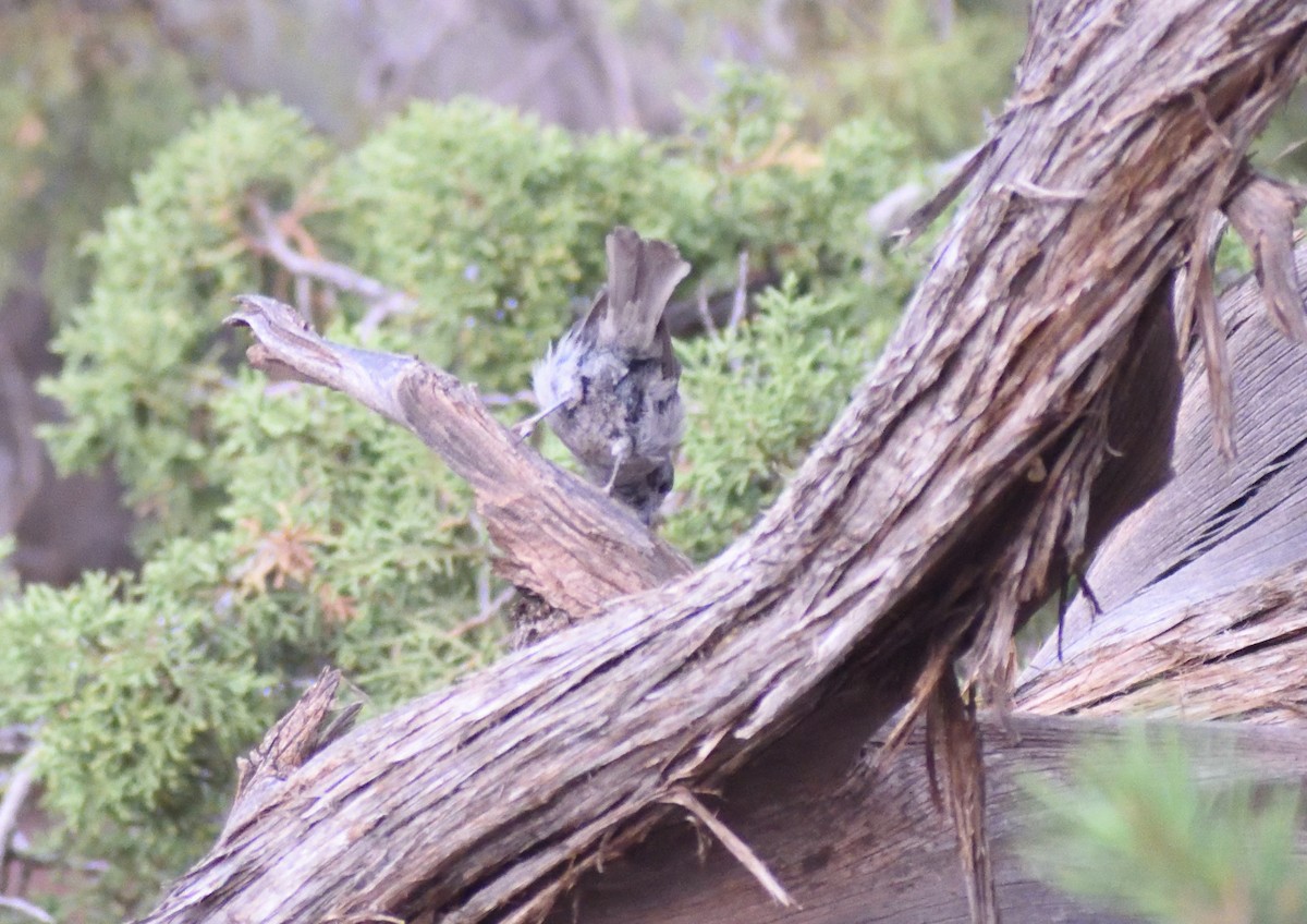 Juniper Titmouse - ML642120741