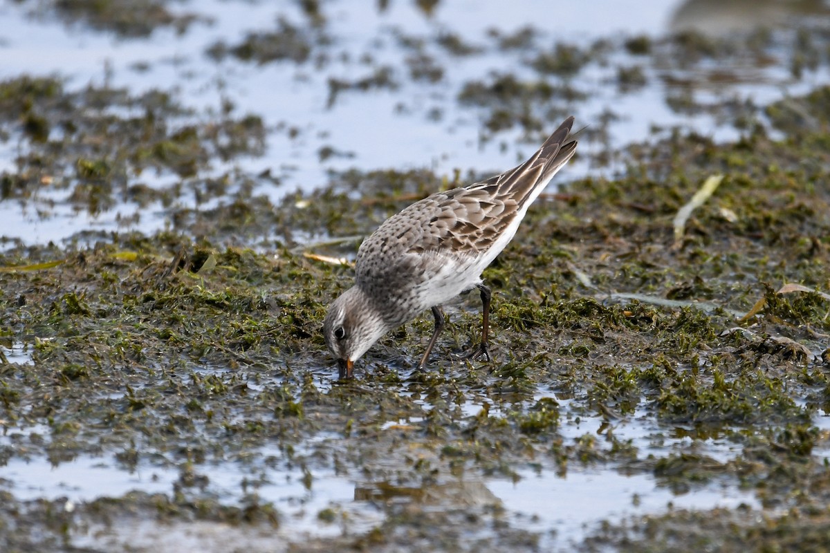bonapartesnipe - ML642120742