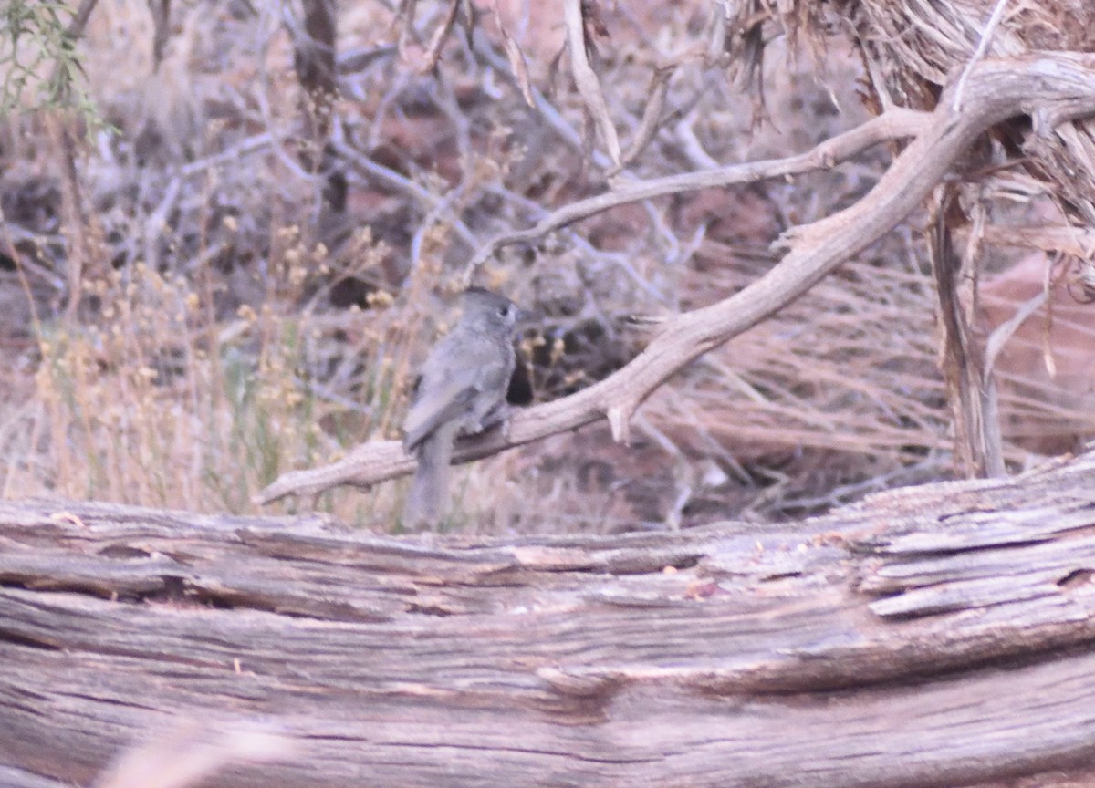 Juniper Titmouse - ML642120745