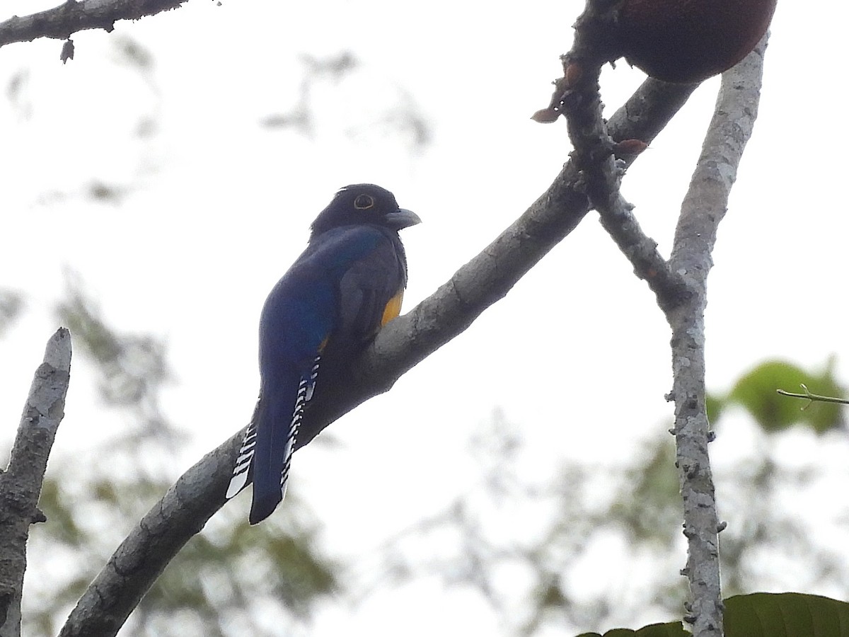 Trogon violacé - ML642120746