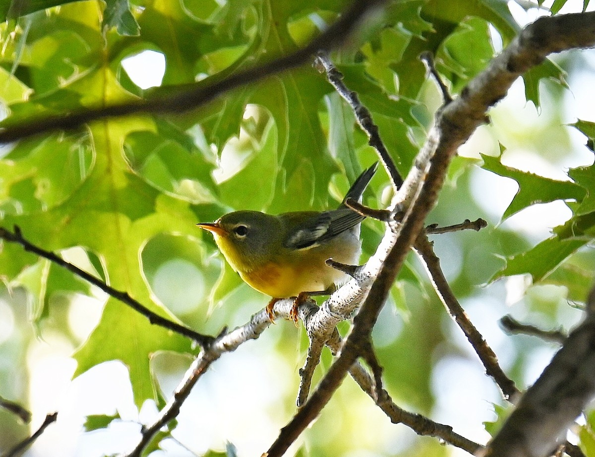 Northern Parula - ML642120749