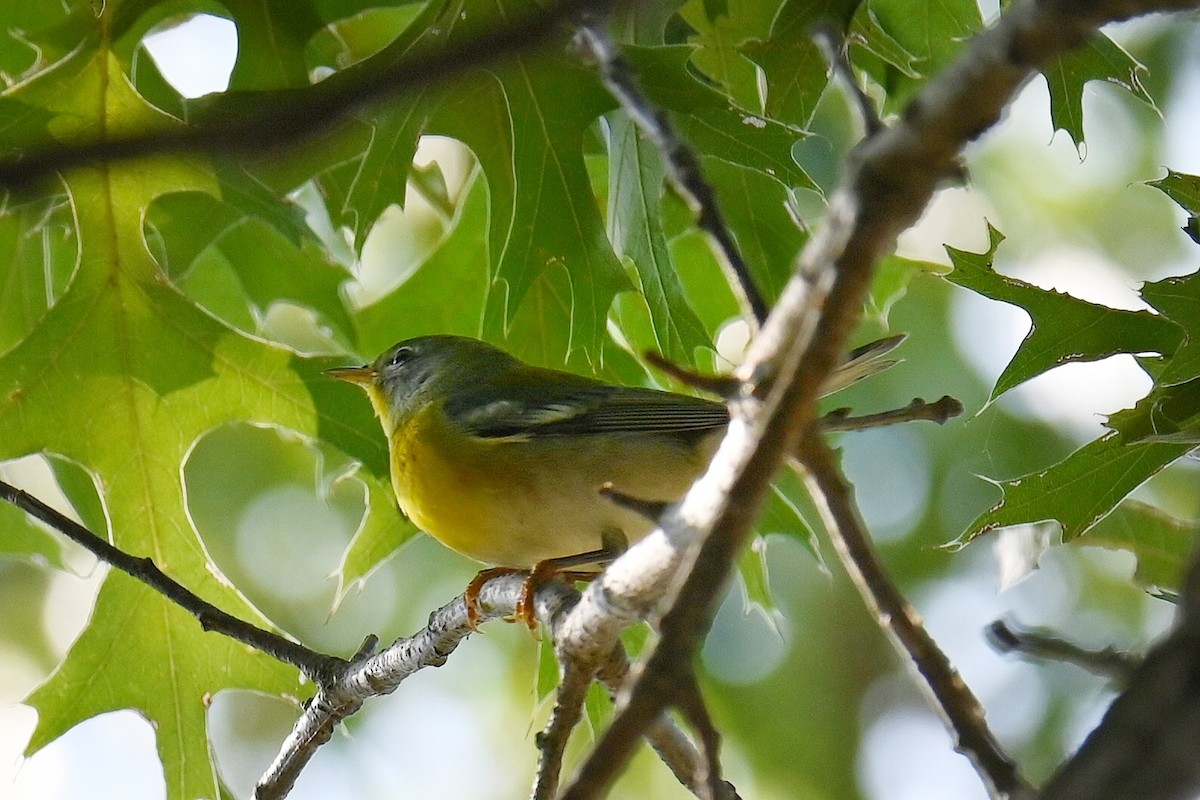 Northern Parula - ML642120750