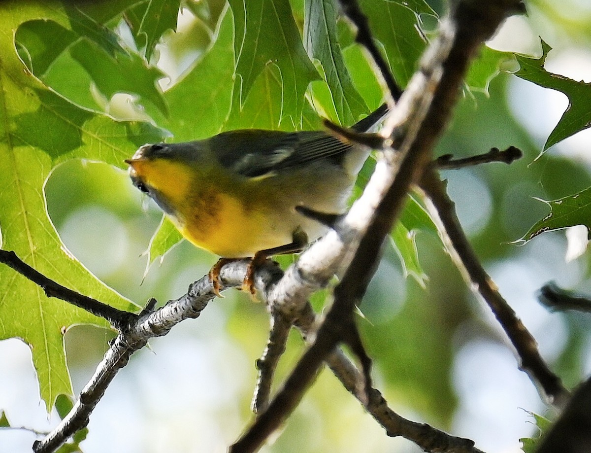 Northern Parula - ML642120751