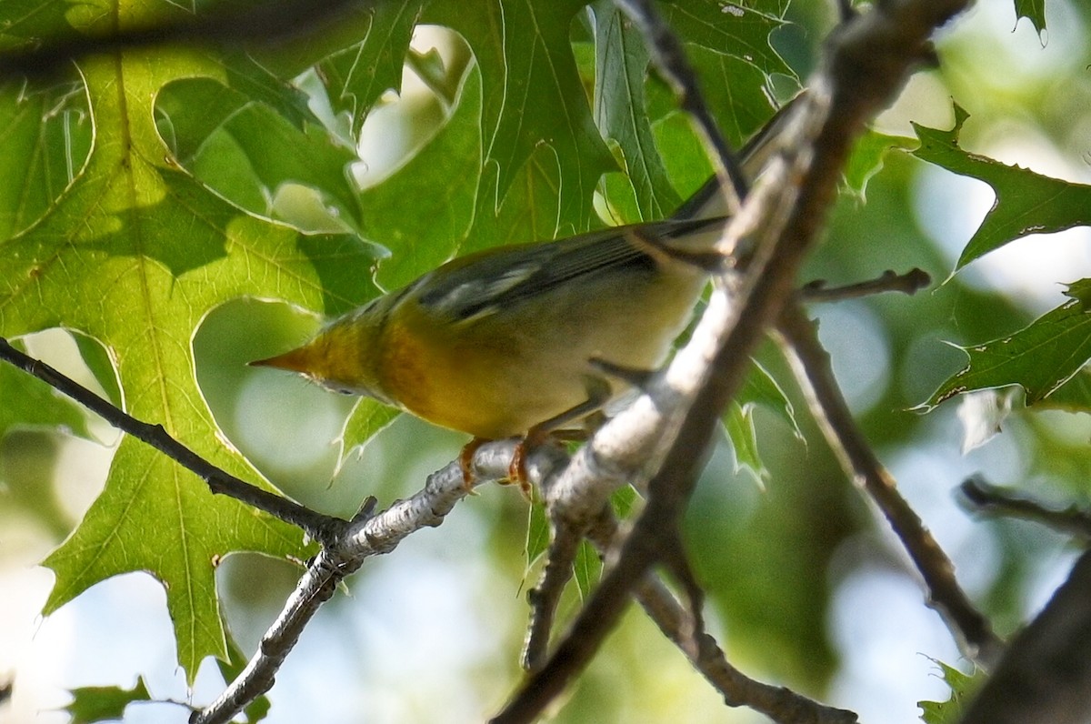 Northern Parula - ML642120752
