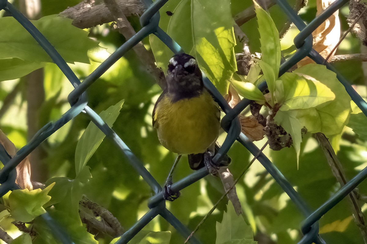 Sucrier à ventre jaune - ML642120758