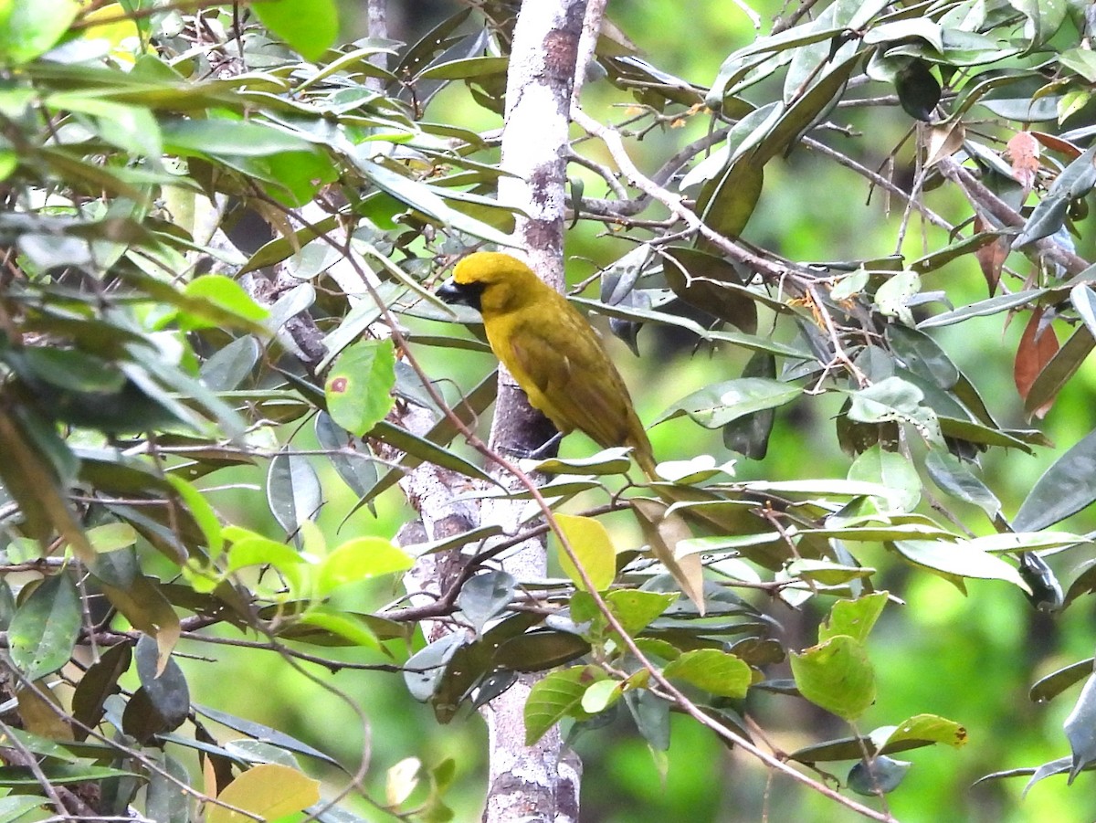 Cardinal flavert - ML642120760