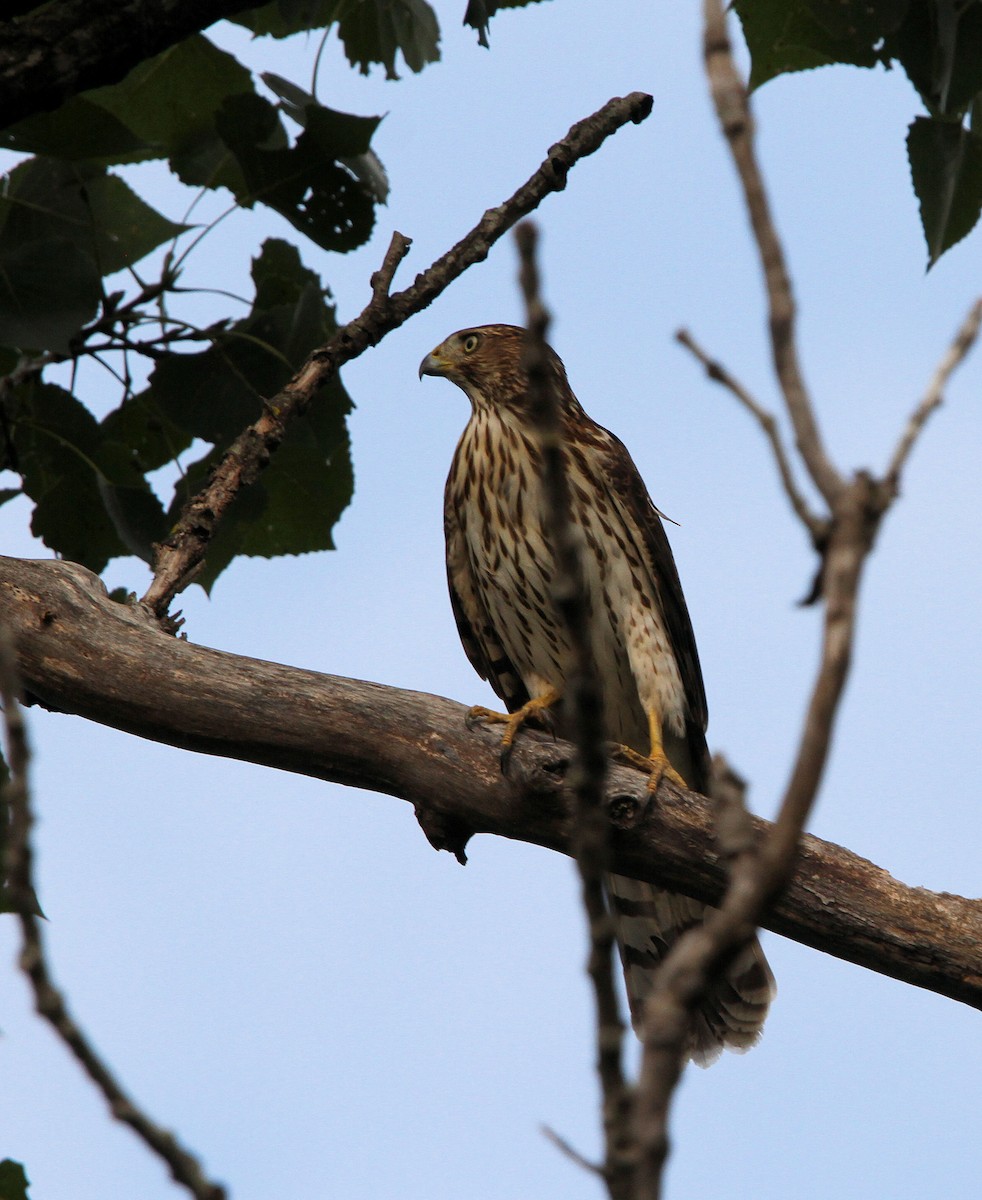 Cooper's Hawk - ML642120763