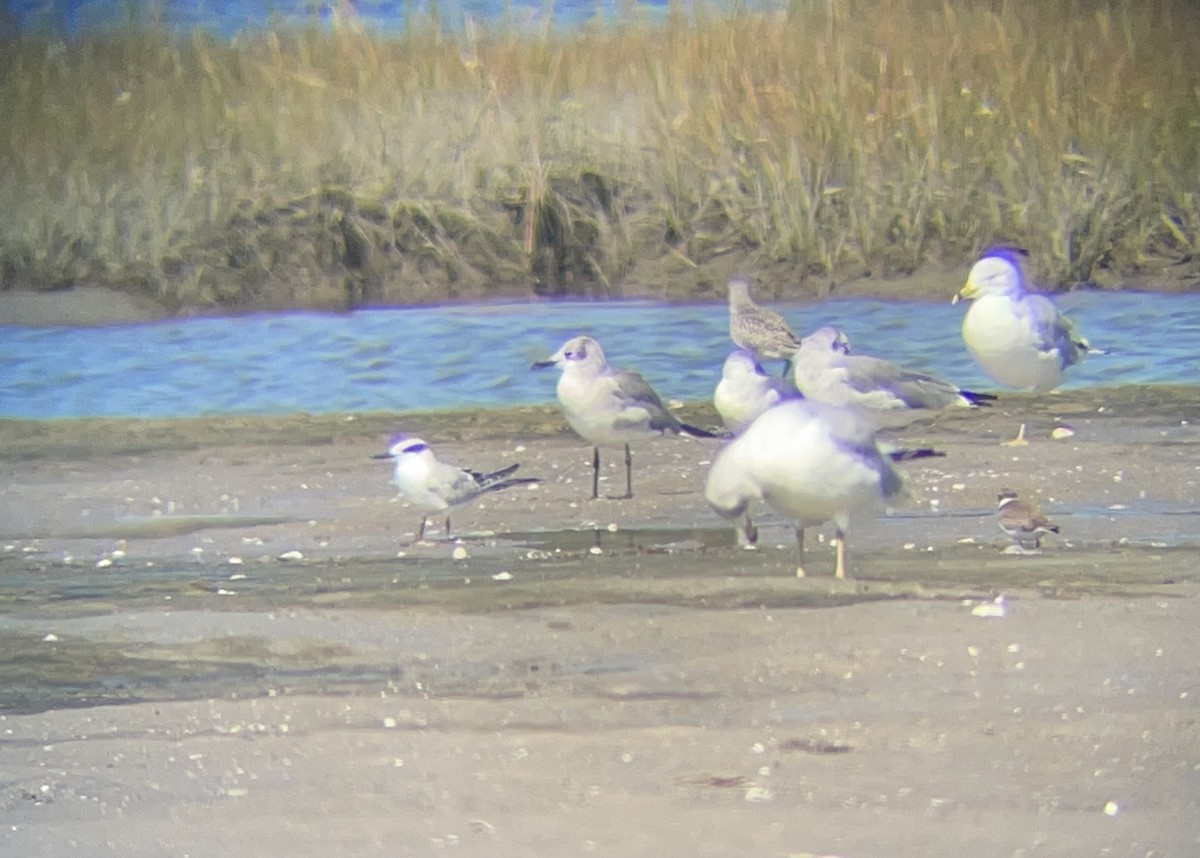 Forster's Tern - ML642120770