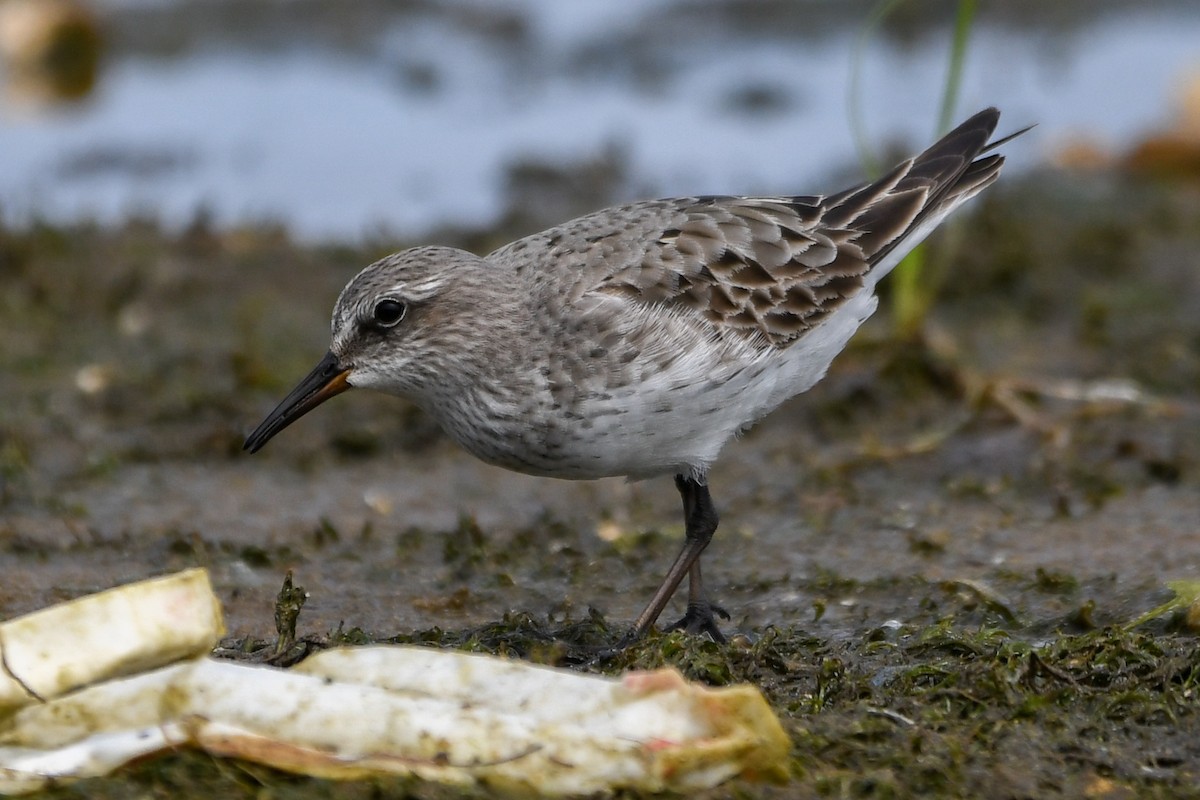 bonapartesnipe - ML642120777