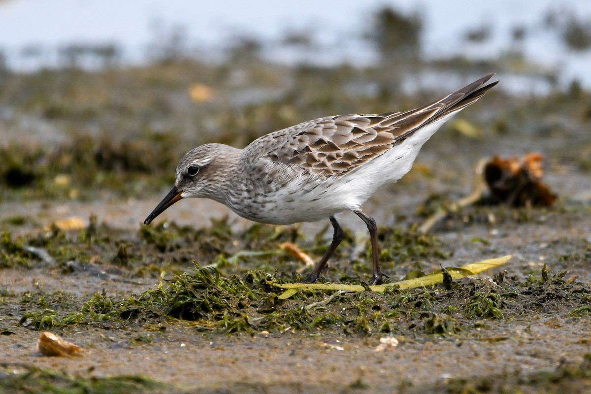bonapartesnipe - ML642120778