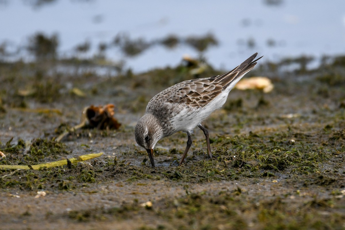 bonapartesnipe - ML642120779