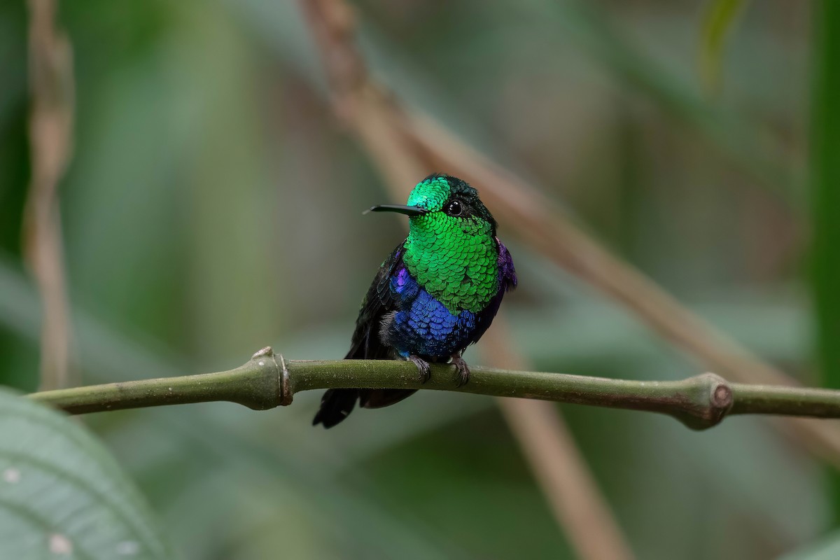 Crowned Woodnymph - ML642120781