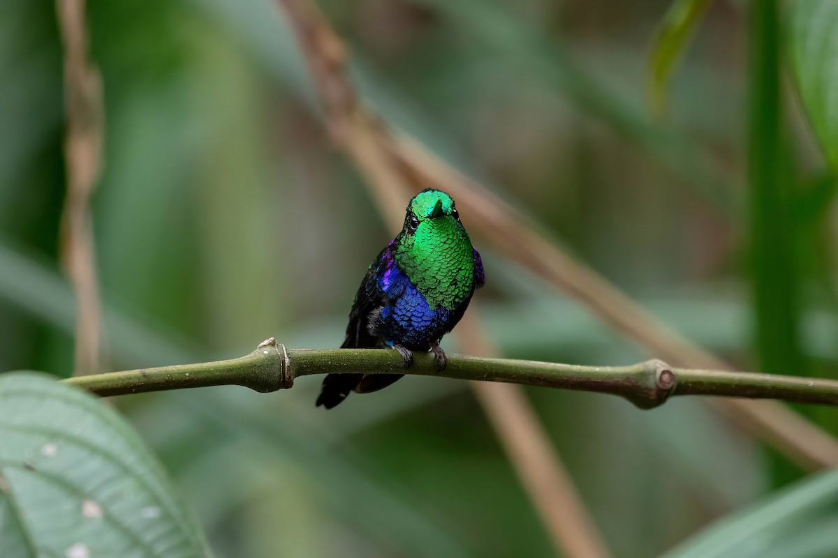 Crowned Woodnymph - ML642120783