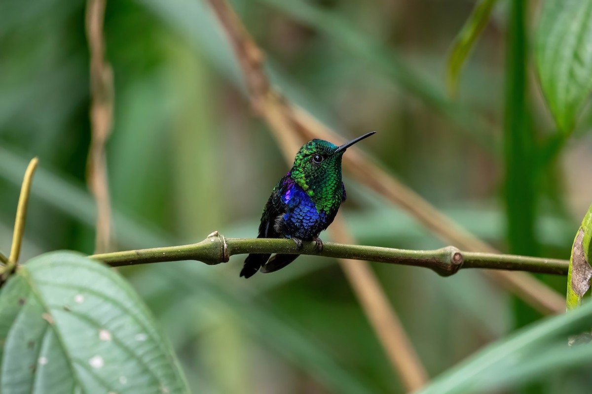 Crowned Woodnymph - ML642120784