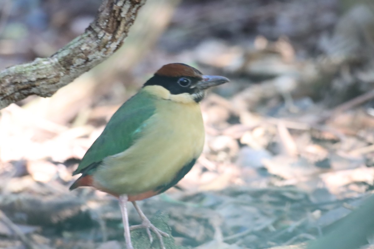 Noisy Pitta - ML642120798