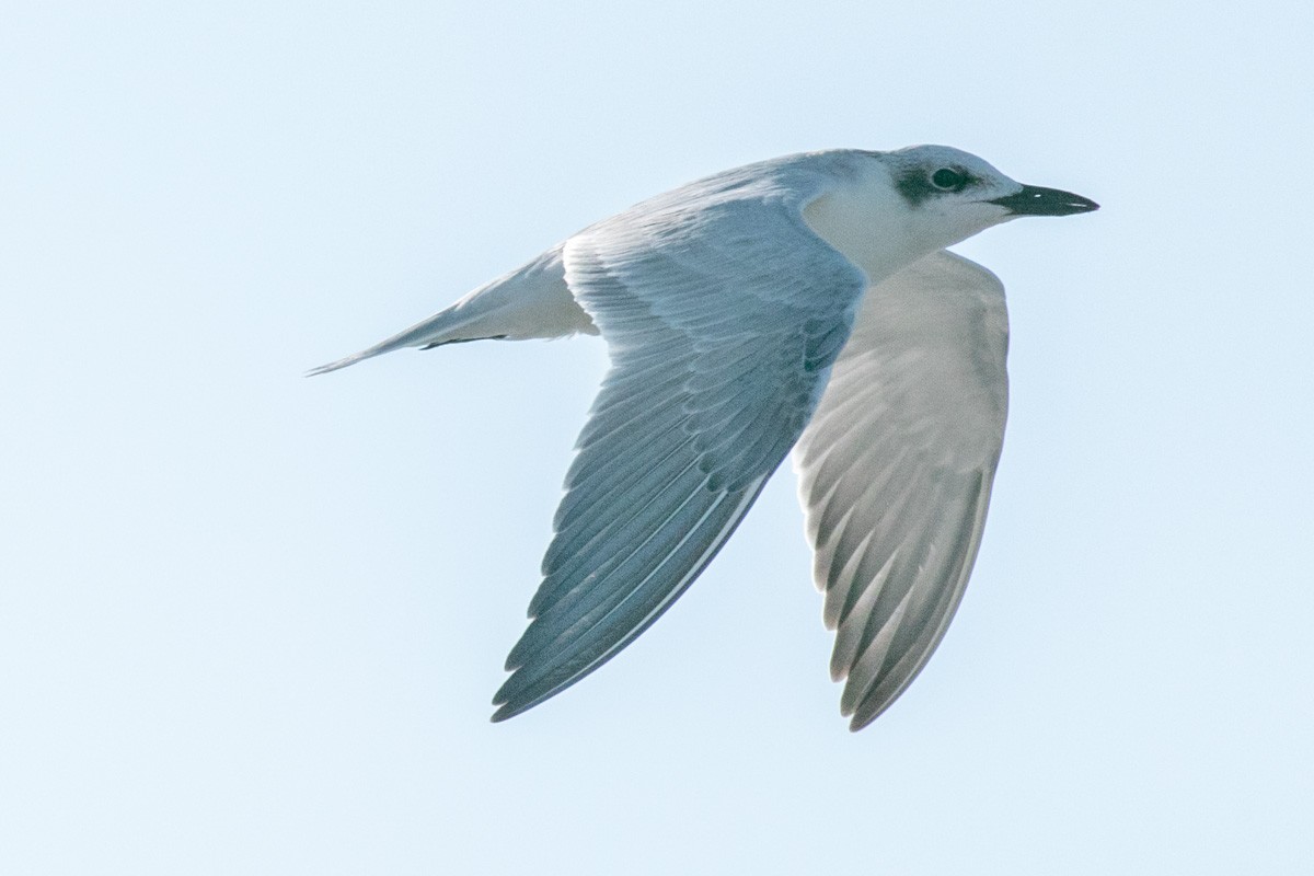 Gull-billed Tern - ML642120804