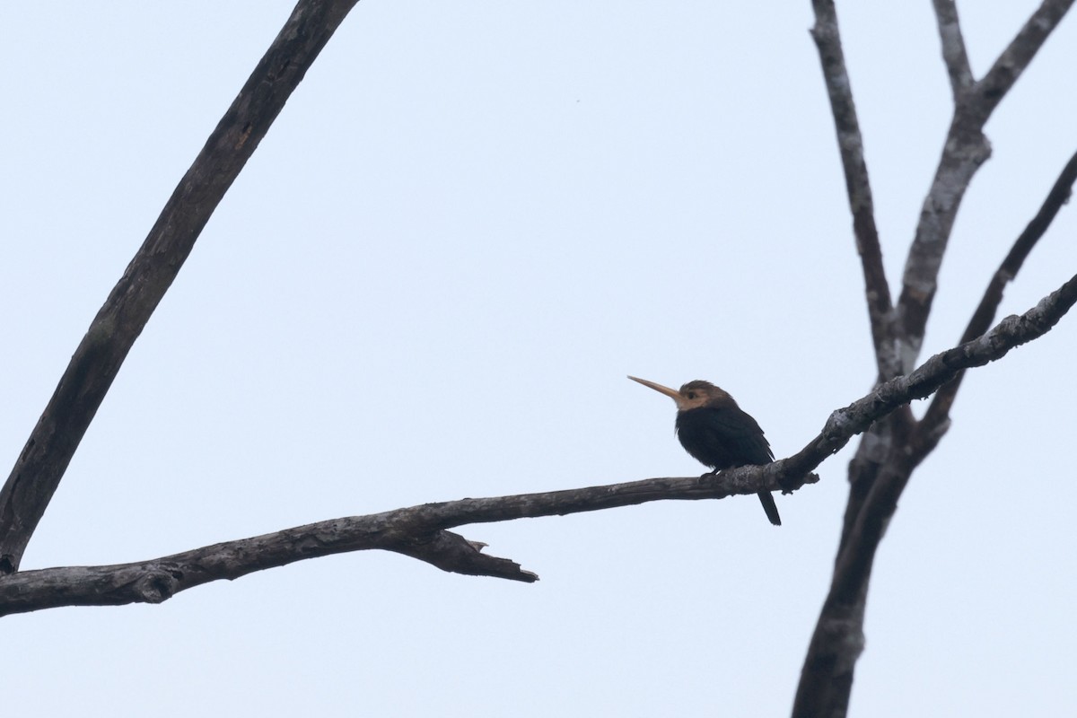 White-throated Jacamar - ML642120811