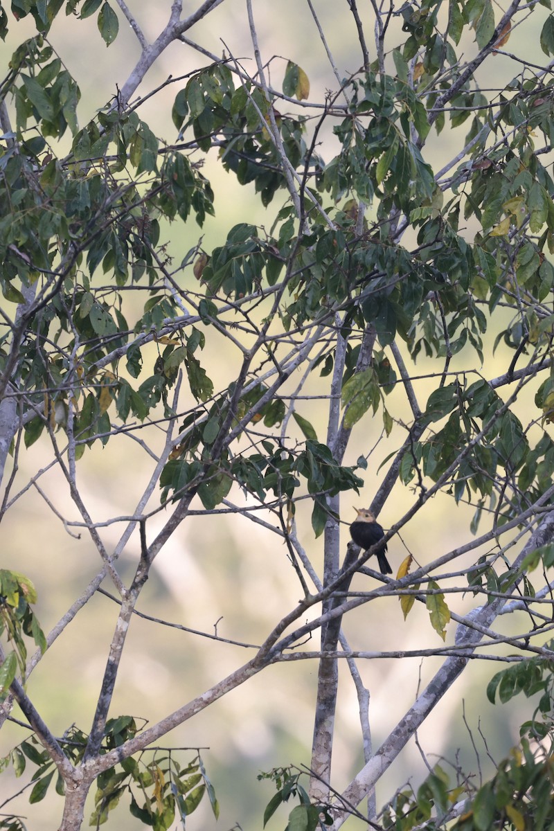 White-throated Jacamar - ML642120813