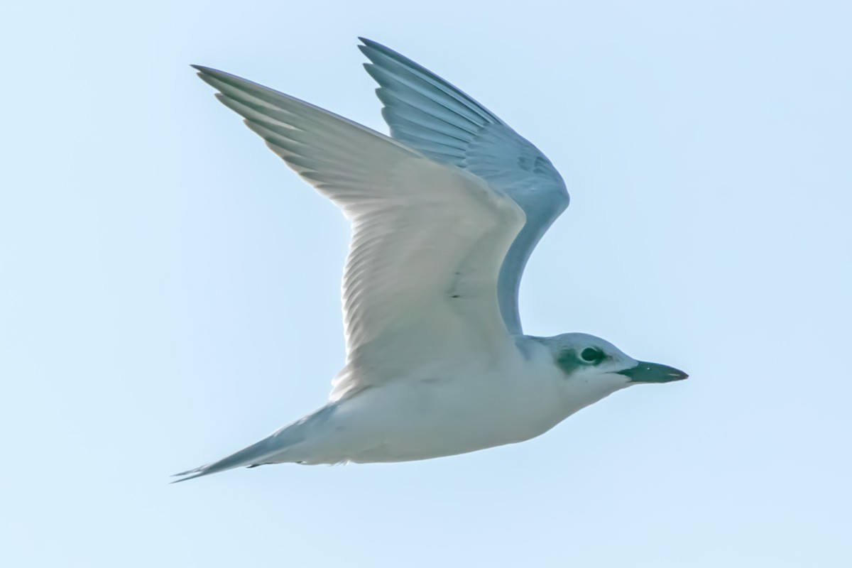 Gull-billed Tern - ML642120824