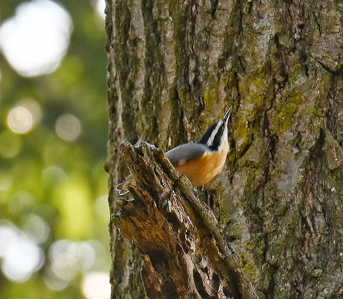 ムネアカゴジュウカラ - ML642120834