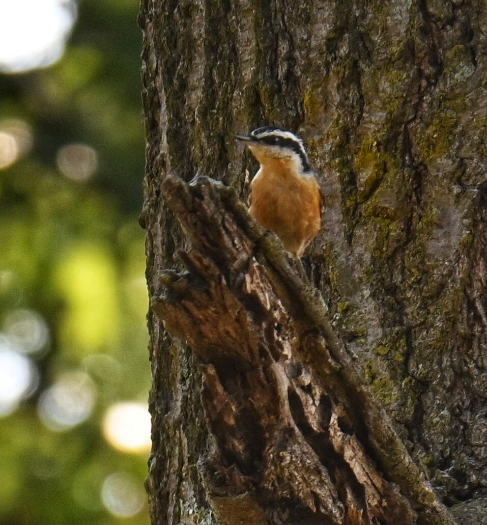 ムネアカゴジュウカラ - ML642120835