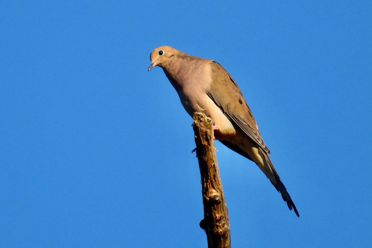 Mourning Dove - ML642120843