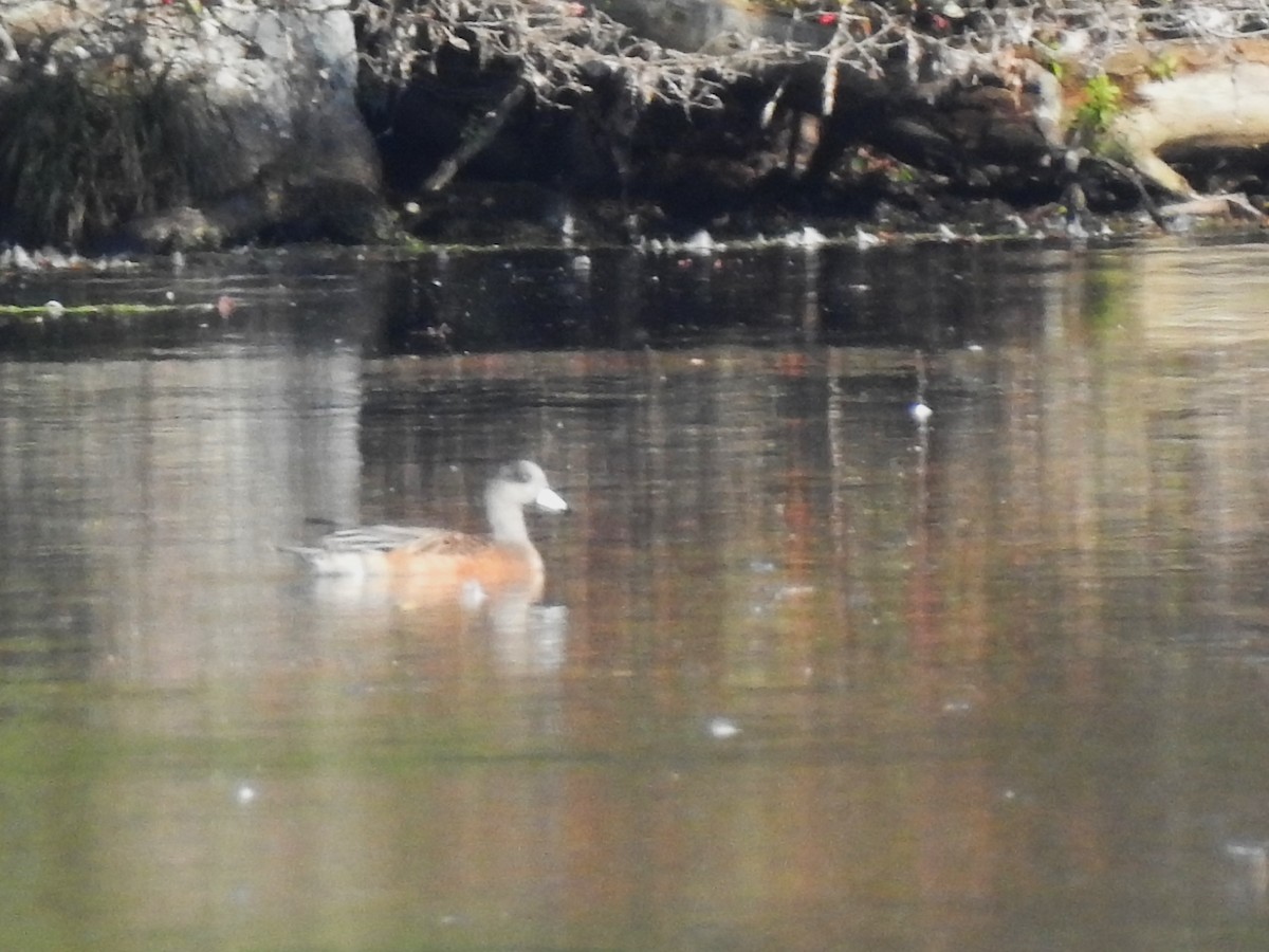 American Wigeon - ML642120844