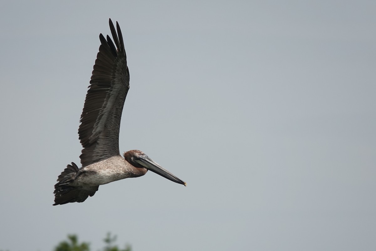 Brown Pelican - ML642120850