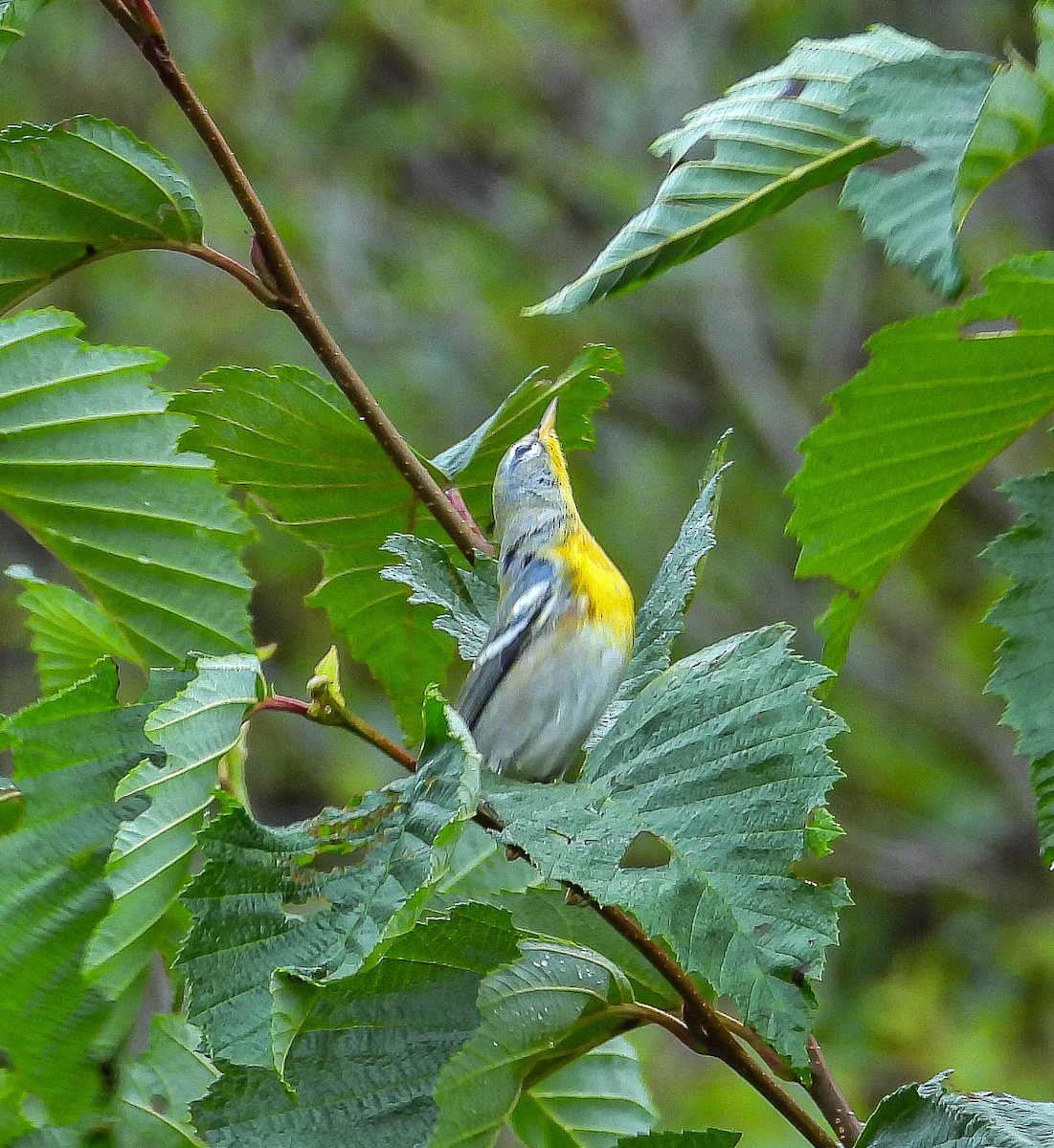 Northern Parula - ML642120855