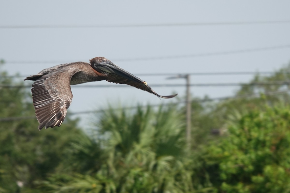 Brown Pelican - ML642120856