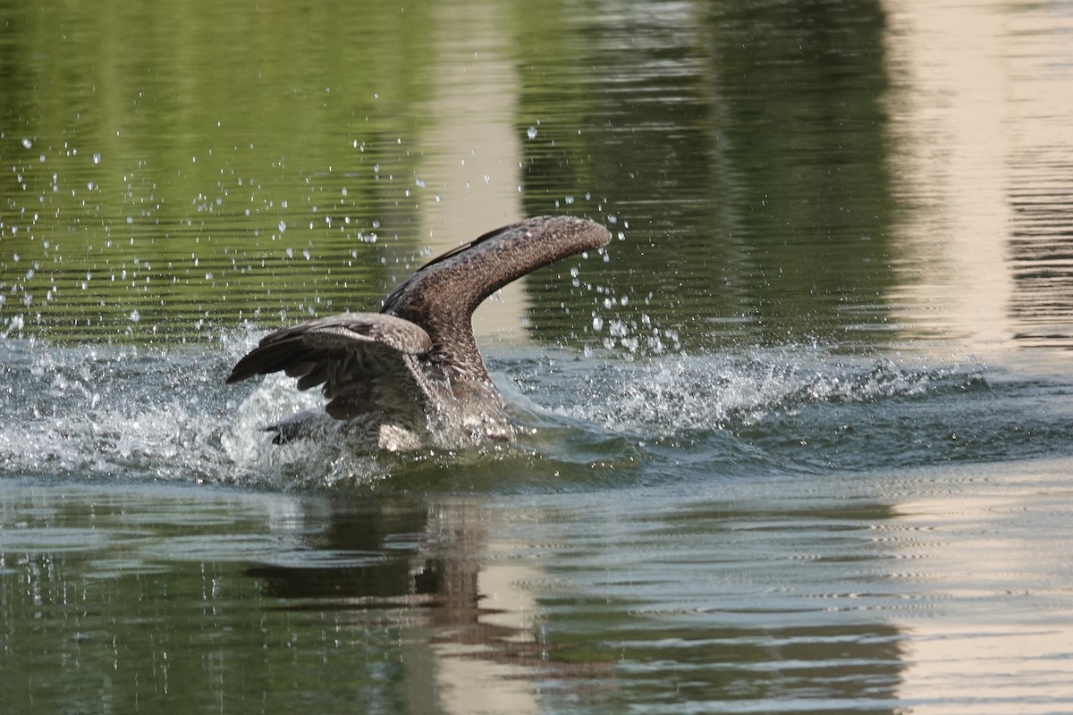 Brown Pelican - ML642120858