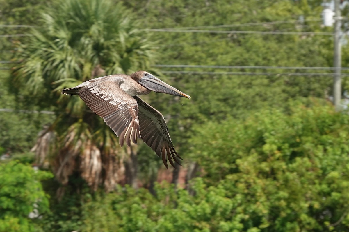Brown Pelican - ML642120860