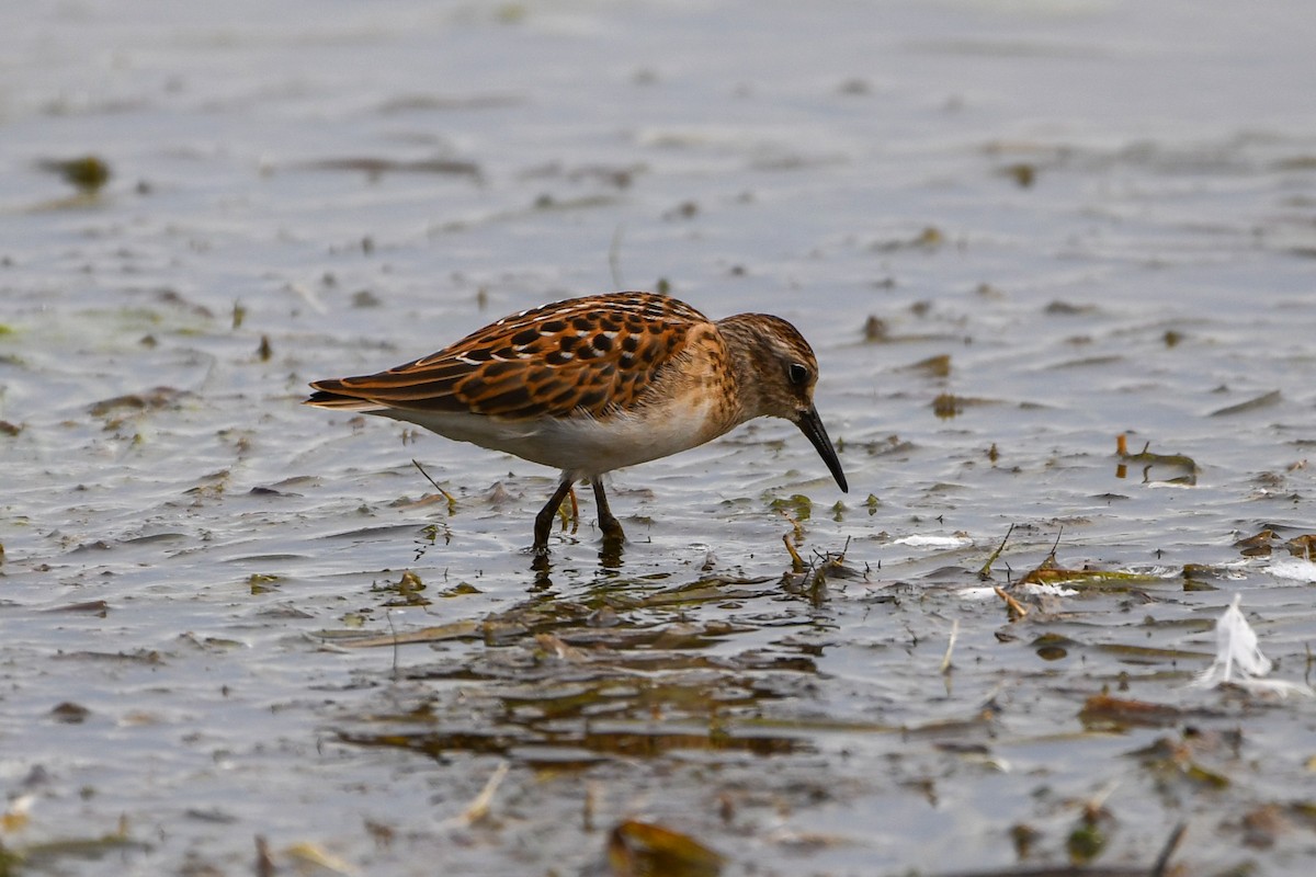Least Sandpiper - ML642120888