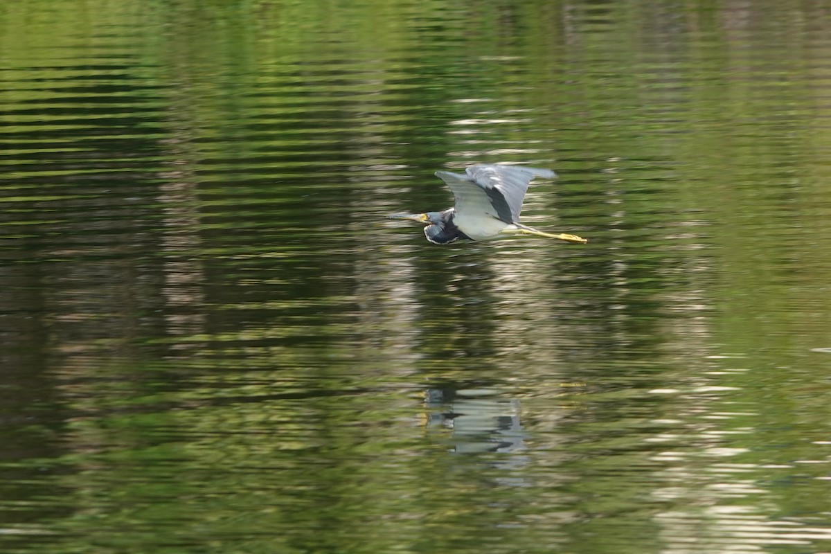 Tricolored Heron - ML642120890