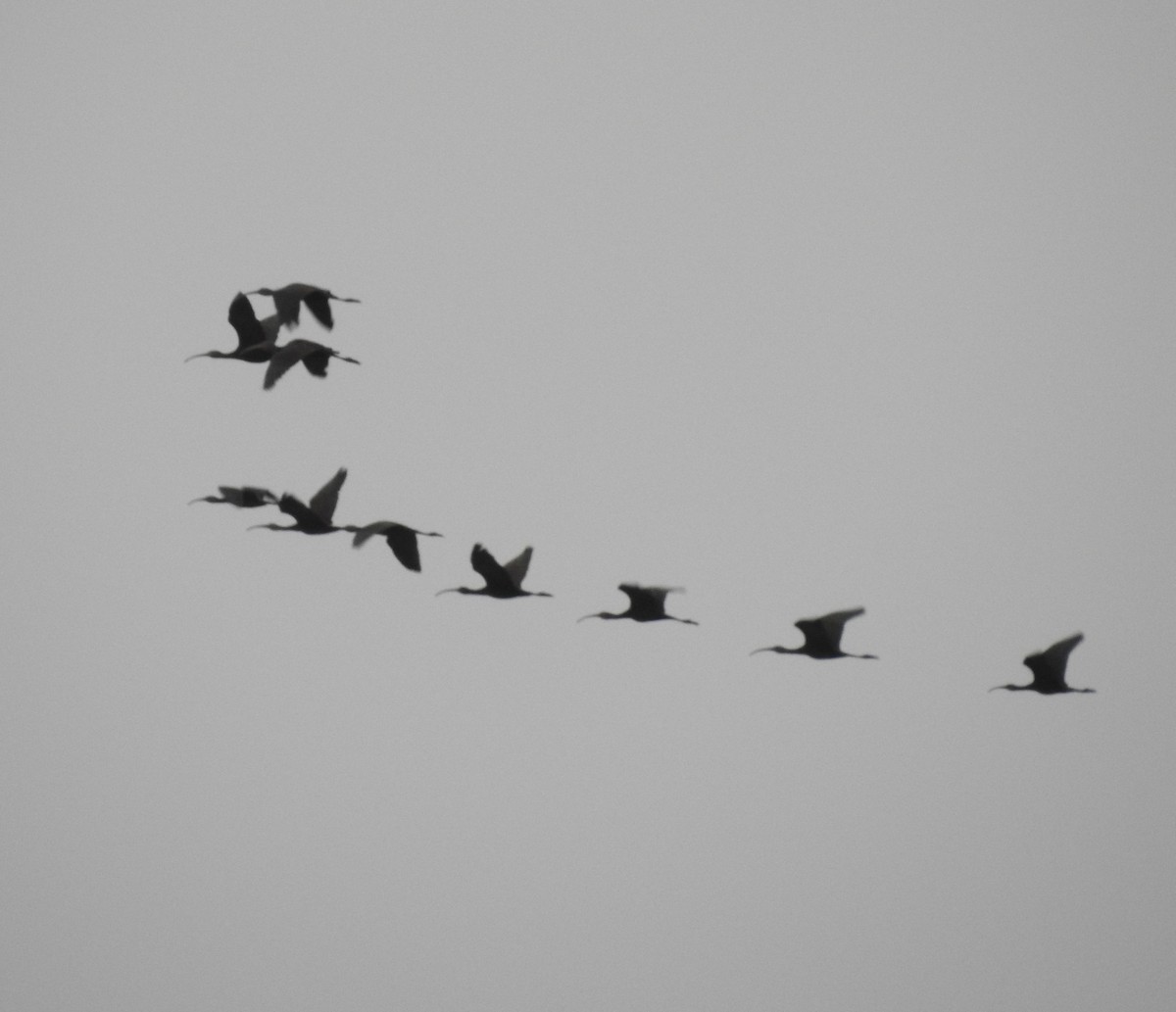 White-faced Ibis - ML642120892