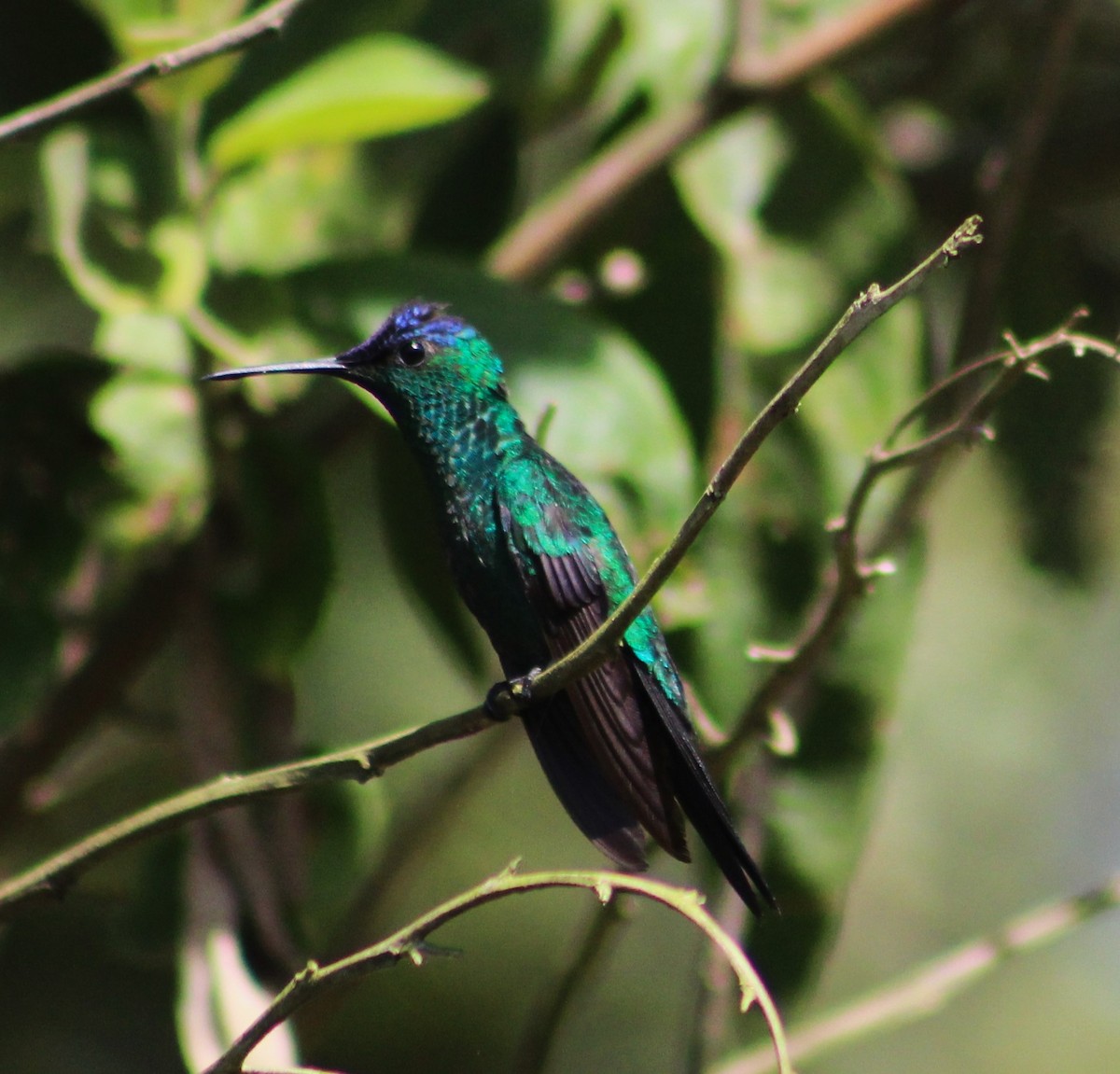 Violet-capped Woodnymph - ML642120896