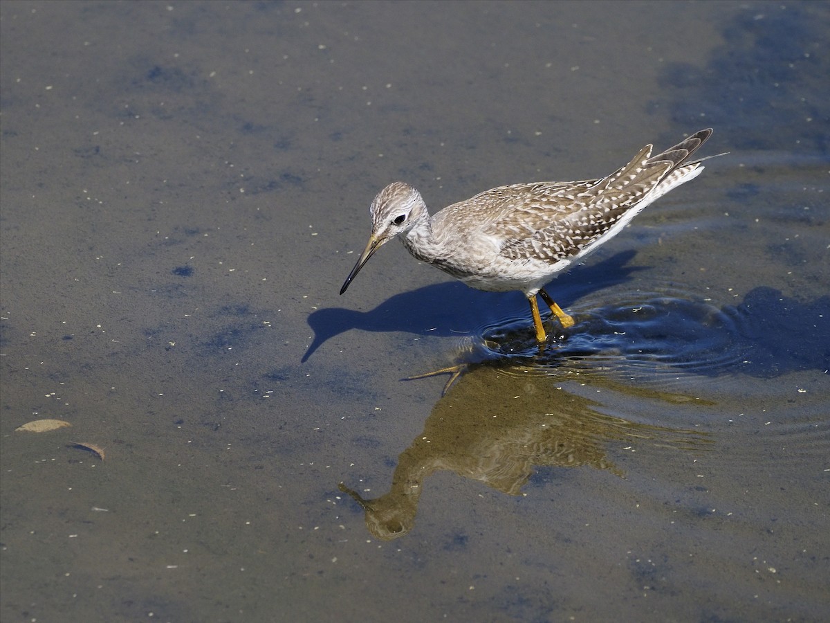 Greater Yellowlegs - ML642120903