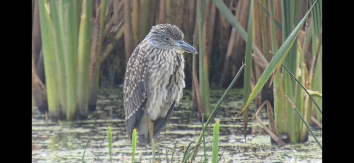 Yellow-crowned Night Heron - ML642120917