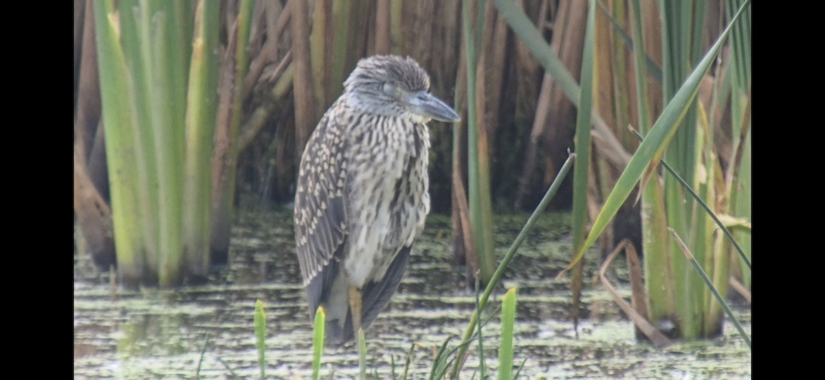 Yellow-crowned Night Heron - ML642120918