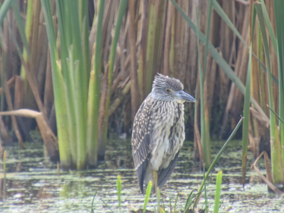 Yellow-crowned Night Heron - ML642120919