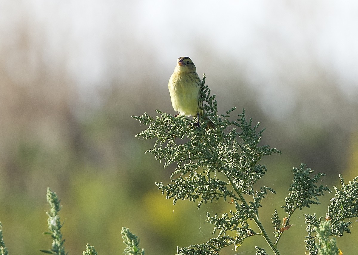 Bobolink - ML642120920