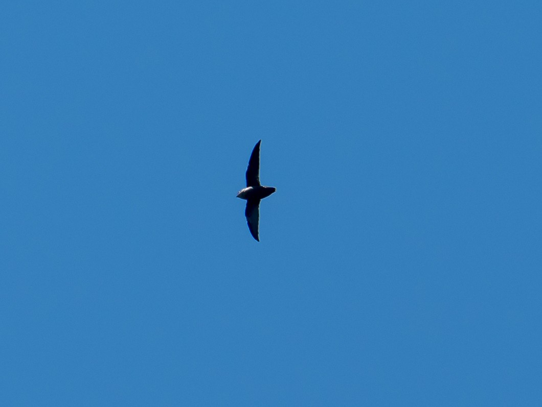 Chimney Swift - ML642120925