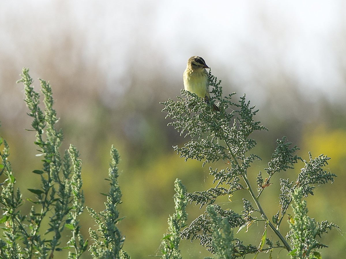 Bobolink - ML642120926