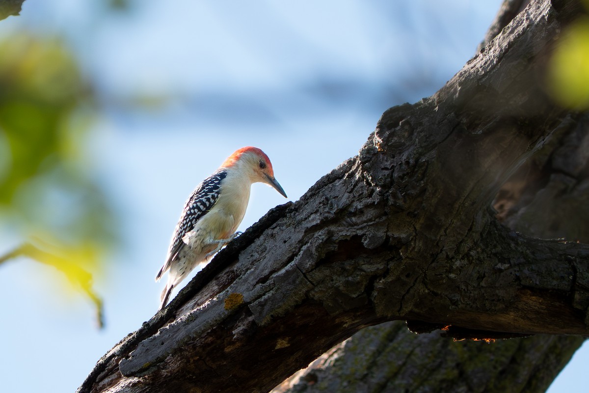 Red-bellied Woodpecker - ML642120932