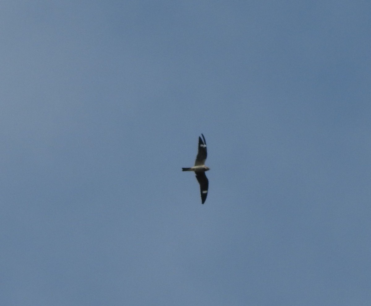 Common Nighthawk - ML642120948